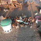 صوص دجاج بلدي العمر شهرين