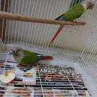 كنيور أناناس للبيع