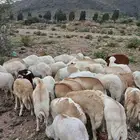طليان رفيدي مستور العدد 50 راس