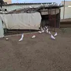 حمام فرنسي عشه كامله