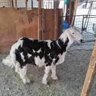 طليان نجدي واحد حري