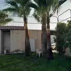 تكريب تنظيف وترتيب نخل وشنطني وعربي