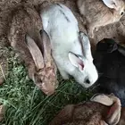 أرنب