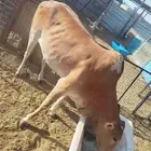 بقره للبيع