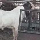 تيوس مشاريع فحول طيبه