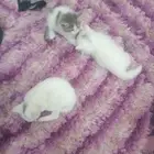 قطه وعليها اربع صغار 3 إناث واحد ذكر
