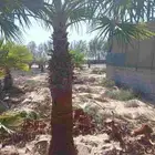 زراعة النخيل الوشنطن وزرعه العشب الطبيعي وزرعه الشجار وتسيك