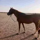 حصان طوع ارتفاع متر 50.سم شمال الطائف يوجد مقاطع فديو