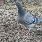 حمام طبات زاجل سباق