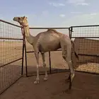 قعود حق