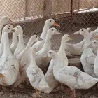 بسم الله نبدأ في عر ض بط بكيني تربية وأ زبيح