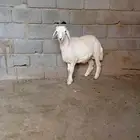 طلي ذبيحه العمر 6شهور
