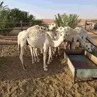 حشو قصب للبيع