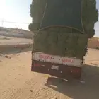 الرياض. برسيم. صافي. وناعم. حق. المزنب. والعدد. 250. حبه