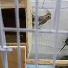 كرونات للبيع