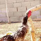 ديك باكستاني رصاصي