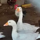 يوجد وز عد 15 حبه مشاكل عمر 9 شهوار اناث وذكوار معلومه