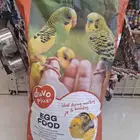للبيع باتيه طيور كناري كروان روز زبره جولدن كنيور كويكر