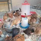 دجاج حمام للبيع