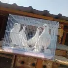 حمام زينه للبيع