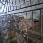 زوج كاسكو منتج