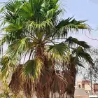 شجرة نخيل امريكي