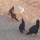 دجاج   للبيع