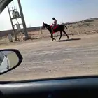 حصان اجليزي