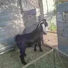 عنزهولنديه فاخره