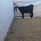 تيوس وجفره ذبايح.