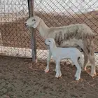 نعجة حرية حرش صنف والد تحتها رخل