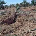 نخل برني العلا وبرني العيص وروثانه للبيع متر ونص