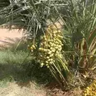 نخل فروخ صقعي ومجدول وخلاص