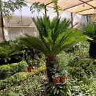 تنسيق حدائق