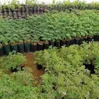 مشاتل الناصرية لجميع الشتول