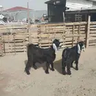 جفرات عوارض فل شحم. تم البيع