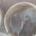 حمام قلابي