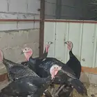 دجاج رومي