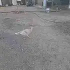 دجاج رومي