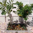 مشتال افندينه لي ازراعه وتنثيك الحديف و الشجار المثمره وي ان