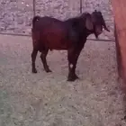 تيس كلهاري