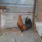 ديك عربي أصيل