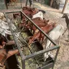 معزى جنوبيه وصول دفعه جديده