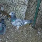 حمام زاجل جامبو