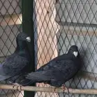 همر بلاك مستوى عالي