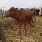 بقره