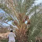 نخل برني العلا وروثانه متر ومتر ونص ومترين للبيع