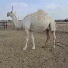 للبيع لقحه مقرب طيبه