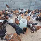 دجاج بلدي مشكل للبييع العدد فوق 100