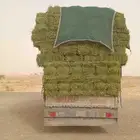 الرياض. برسيم. صافي. و طيب. مره. العدد. 250. حبه الشد. 80